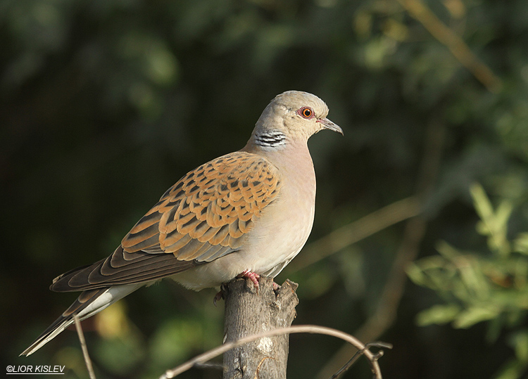 Turtle dove  Streptopelia turtur , Ramot , Golan ,Israel,May 2012 . Lior Kislev